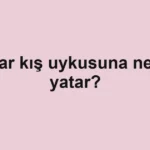 ayilar-kis-uykusuna-neden-yatar