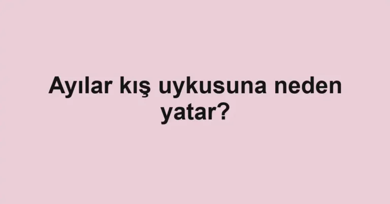 ayilar-kis-uykusuna-neden-yatar
